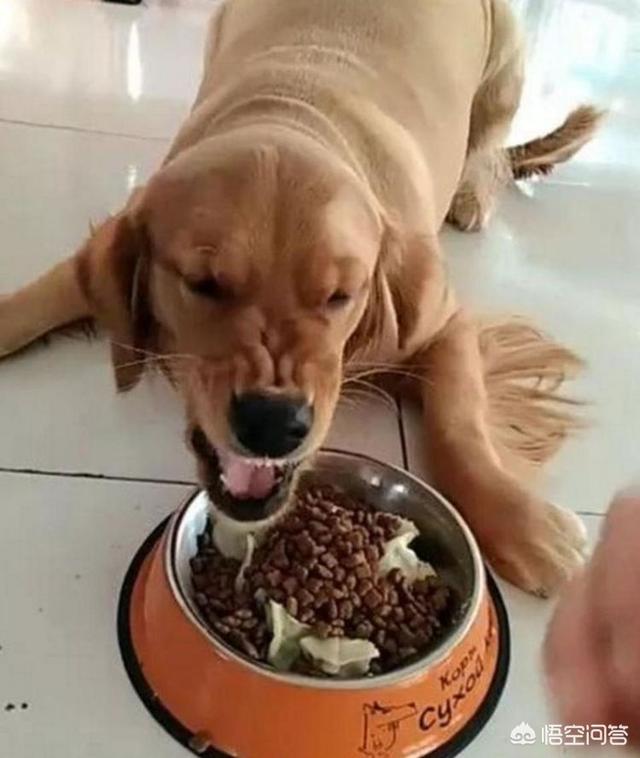 狗狗护食物:在训犬问题中，狗狗护食是最让人头疼的，铲屎官又该如何纠正呢？