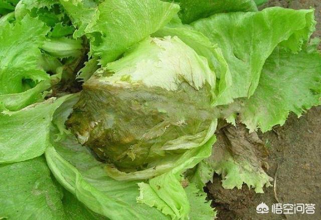 络氨铜治疗软腐病:农民大棚种植莴苣，怎样防治高温引发软腐病？