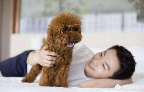 泰迪狗狗发烧症状:泰迪犬不舒服，它会怎样表现出来呢？