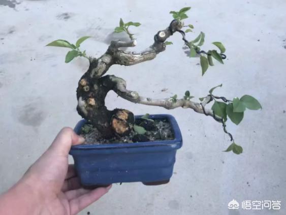 凤尾竹图片大全:这凤尾竹是怎么了？黄叶，求教？