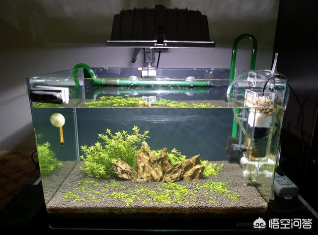 生化球放哪:鱼缸水族箱里滤材如何放？