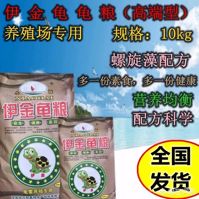 火焰龟药:想养一只乌龟，二百块以下的有什么推荐？