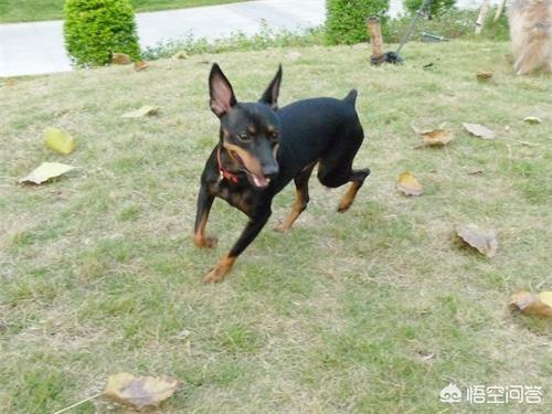 鹿犬幼犬怎么养:小鹿犬5个月嘴巴很臭，小鹿犬嘴臭吃点什么呢？