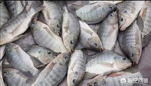 美国亚洲鲤鱼泛滥成灾，为什么美国大量进口罗非鱼