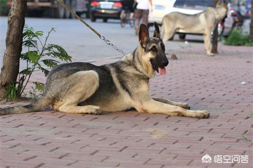 狼青犬图片:为什么人们无视禁养令，也要养一只“狼青犬”？