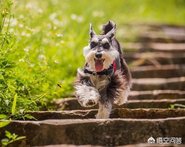 雪纳瑞犬北京宠物论坛:雪纳瑞不吃狗粮怎么回事？
