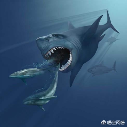 火焰乌贼捕食视频:大王乌贼能吃掉巨齿鲨吗？