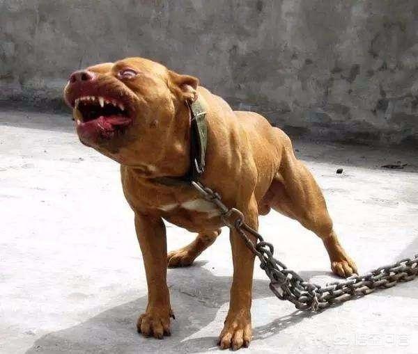 比特犬vs藏獒犬的视频:假如把蚂蚁放大到一百公斤，可以打得过比特犬或者藏獒吗？ 比特犬vs藏獒打斗视频