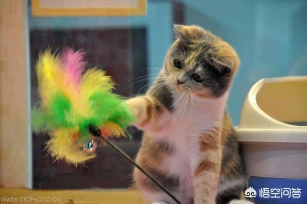 猫咪不乖19楼:我家的猫晚上不肯乖乖的待猫窝里睡觉，喜欢到处乱窜怎么办？
