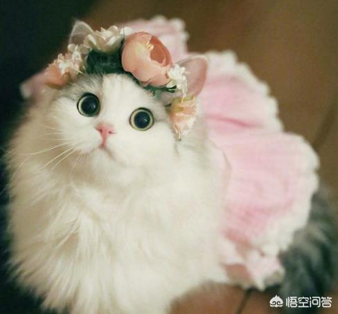 萌猫头像:女孩微信头像是猫咪，是什么意思？