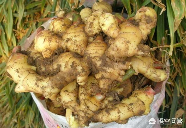 大姜高产栽培技术对肥料的需求是怎样的？