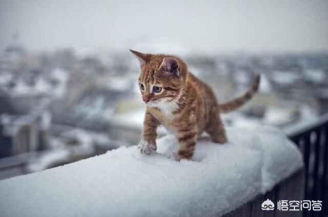 猫叔图片:#宠爱日# 你收养过流浪动物吗？你和它有什么故事？