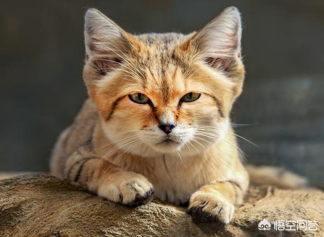 锈斑猫途:为什么印度这么多野生猫科动物？