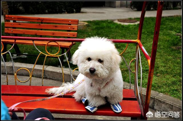 比熊狗狗的平均寿命:饲养比熊犬有什么禁忌不能犯，不然会缩短它的寿命？