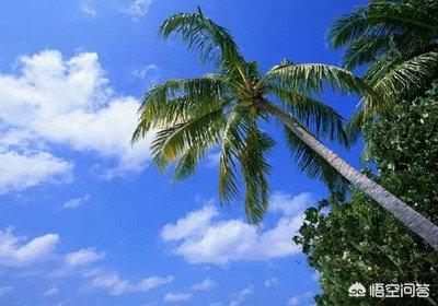 世界最长寿的人:日本为何能够成为世界上最长寿的国家