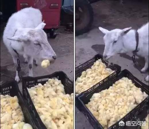 肉食动物的隐含意思:为什么第一个食肉动物会吃肉？