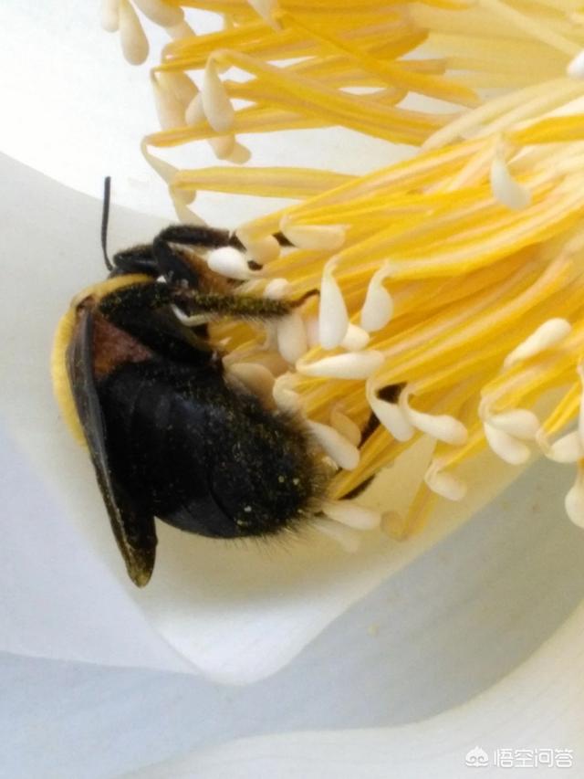 藕是莲的茎还是根:藕是莲花的根，还是荷花的根呢？