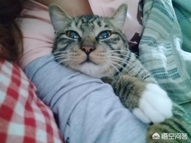 异国短毛猫 广西论坛:那些远嫁的全职妈妈们，你们过的好吗？