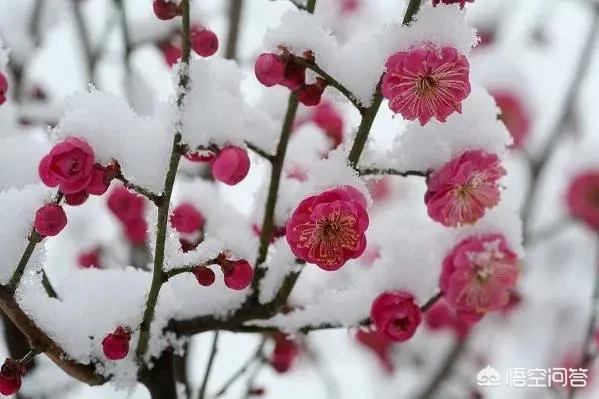 中国文学史上比较知名的咏梅诗词有哪些？你如何评价？