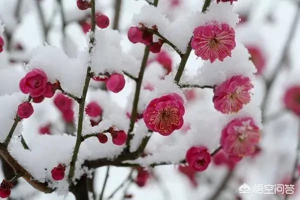 纤纤梅(纤纤梅的使用方法)