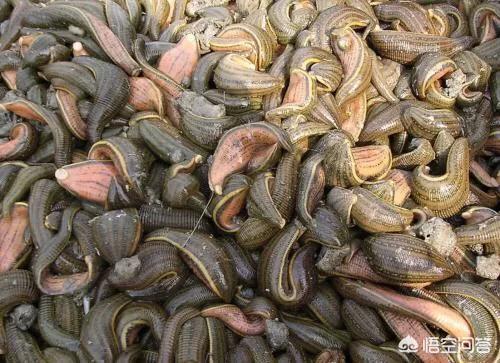 养殖什么螃蟹好，请问汉中适合养殖哪种螃蟹？