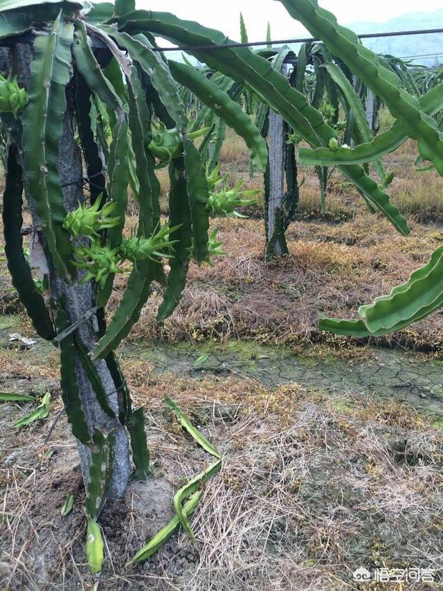 火龙果种植方法(火龙果种植方法和后期养护)