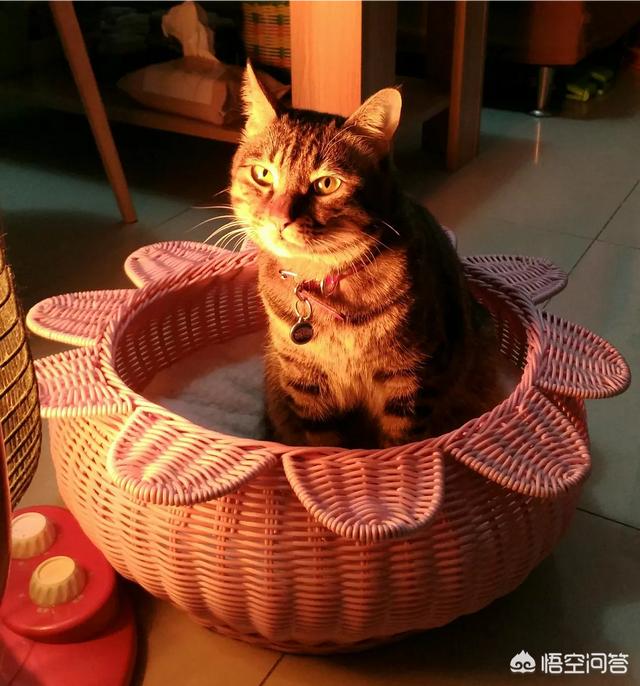 公猫发完腮再绝育有哪些利弊？