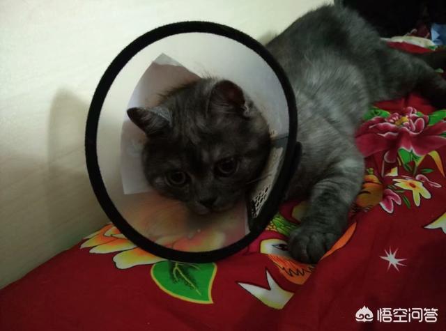 星际养猫指南百度贴吧:养猫一定什么都要给他最贵最好的吗？