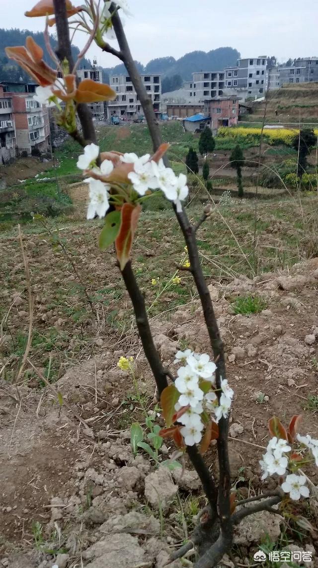 中国各地过元宵节的风俗（元宵节的风俗传统有哪些）