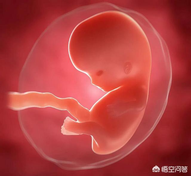 非常进化:胚胎发育为什么要重演进化的过程？