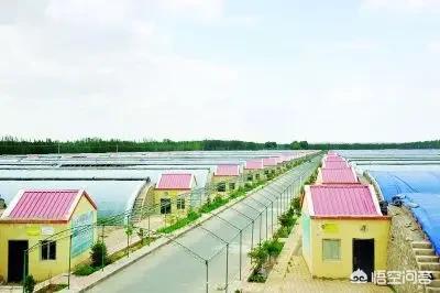 养青蛙:有人说农村养殖青蛙，虽然市场好，但是会影响环境，你怎么看？