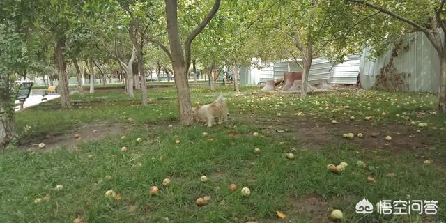 狗狗突然拼命吃草，是怎么回事？插图21