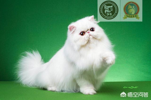 驱虫药和猫罐头一起吃:加菲猫配完猫能吃打虫药吗？