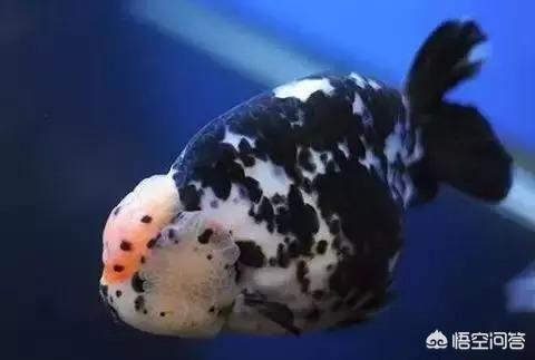 浅金色西施熊:#萌星人成长记#金鱼为什么越养颜色越浅？