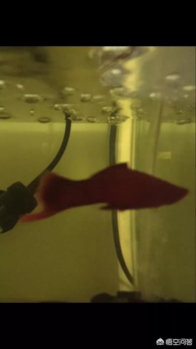 鱼炸鳞:炸鱼用什么粉炸过夜还脆？