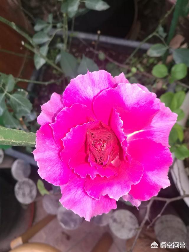 月季花的栽培与管理:春天到了~家里的月季该怎样管理呢？