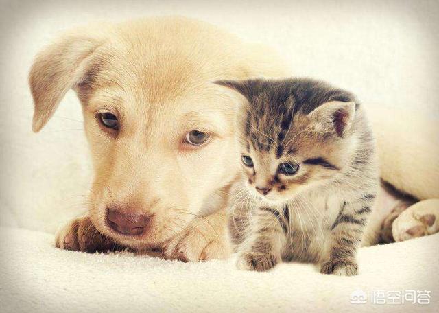 猫贵还是狗贵啊？