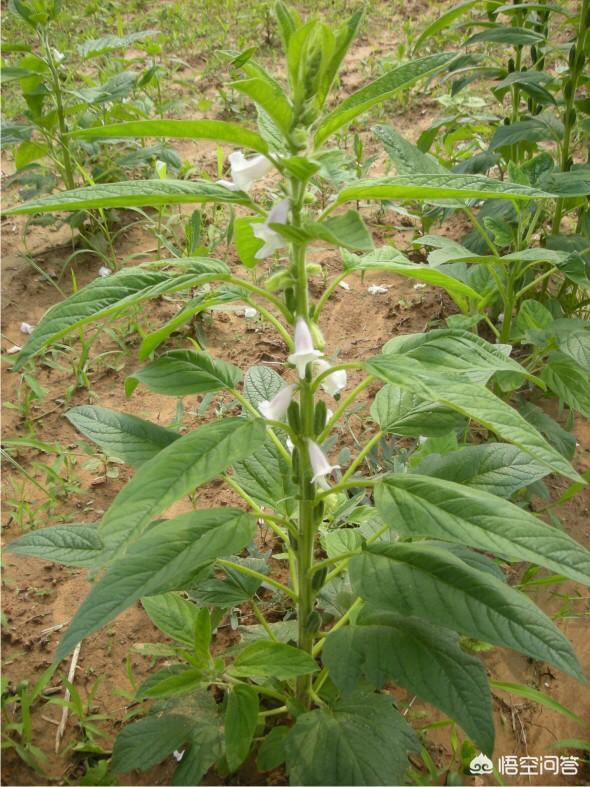 如果说白芝麻是从草莓上扣下来的,那么黑芝麻是从哪里来的？
