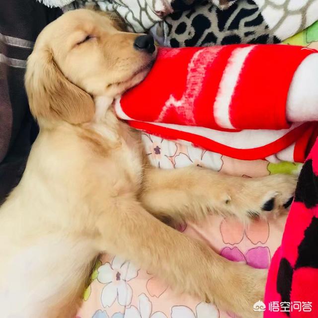 拉不拉多犬幼犬:拉布拉多犬从出生到老年期，该如何照顾？