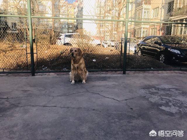 美系金毛犬图片素材大全:金毛犬吃什么可以不掉毛，还可以美毛？ 美系金毛犬图片大全