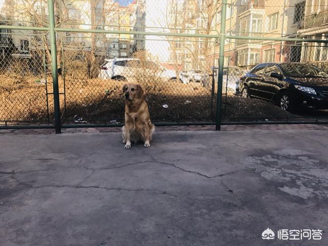 泉州市金毛犬吧:饲养金毛犬，一定要了解那些事？