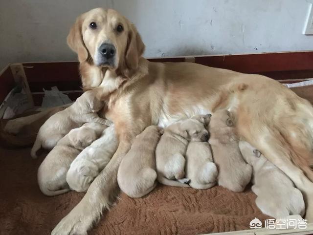 家养英国雪达犬一窝生下13仔:金毛和拉布拉多生的小狗怎么样？