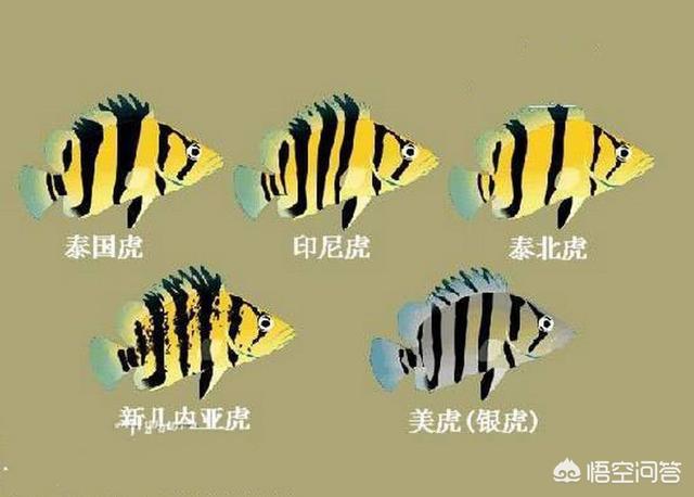 虎鱼蒙眼怎么治:鹦鹉鱼眼睛有白膜怎么治？