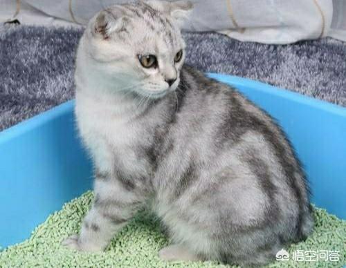 猫砂盆有放厨房的吗:猫砂盆放房间里会不会臭，猫砂放房间怎么祛味？