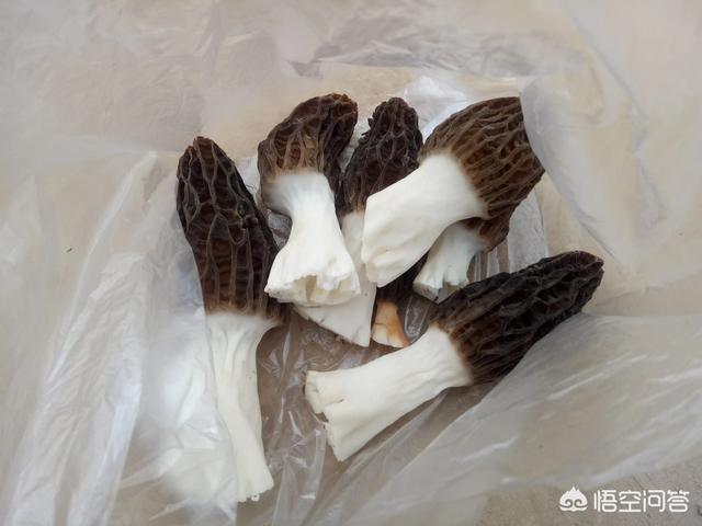 羊肚菌怎么销售？