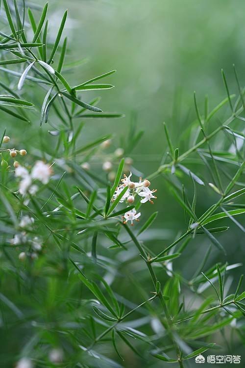 头条问答 - 天门冬盆栽长茎不长叶是怎么回事儿?(2个回答)