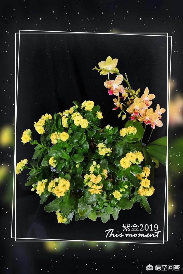 发财树怎么养才长得好:发财树、长寿花和其他植物都怎么浇水，怎么养的好？