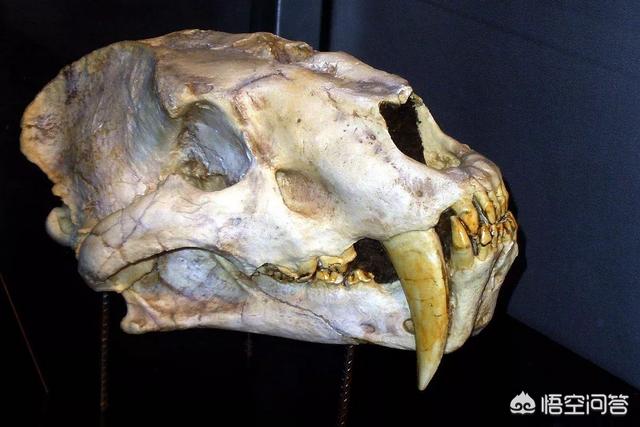 洞狮和剑齿虎谁更强