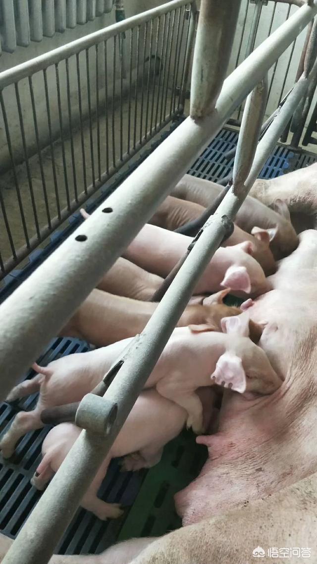 种猪饲养管理技术有哪些，有哪些管理和饲养方法可以促进母猪多产