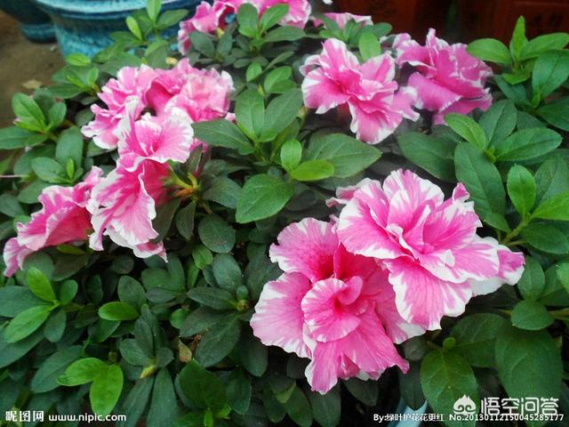 山茶花是什么颜色:山茶花有什么特性，如何进行栽培管理？